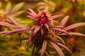 Everything You Need to Know About Cannabis Seeds Prince Edward Island