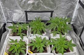 Everything You Need to Know About Cannabis Seeds Prince Edward Island